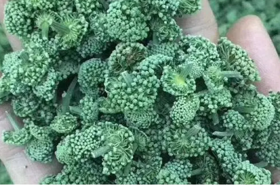 三七花