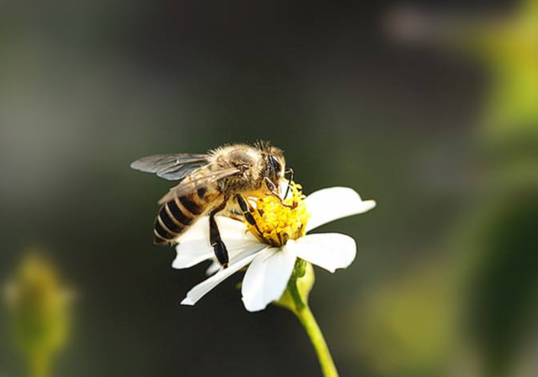 蜜蜂蛰