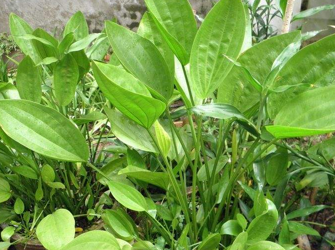 止泻中草药植物图片图片