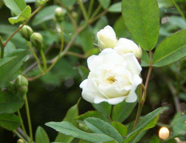 来源:为菊科多年生草本植物云木香(aucklandia lappa decne)的干燥根