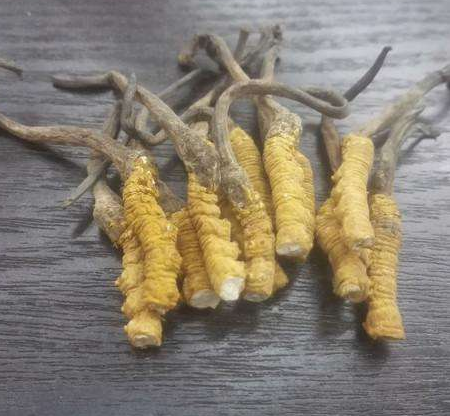 冬虫夏草