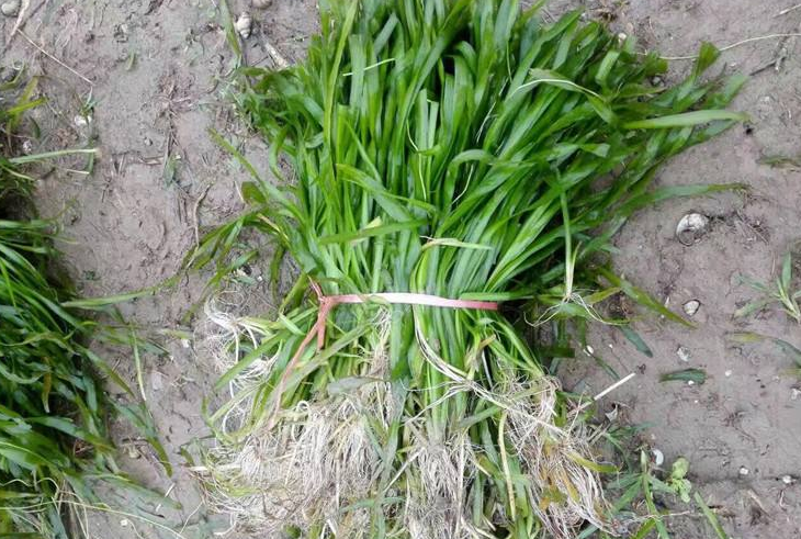 苦草