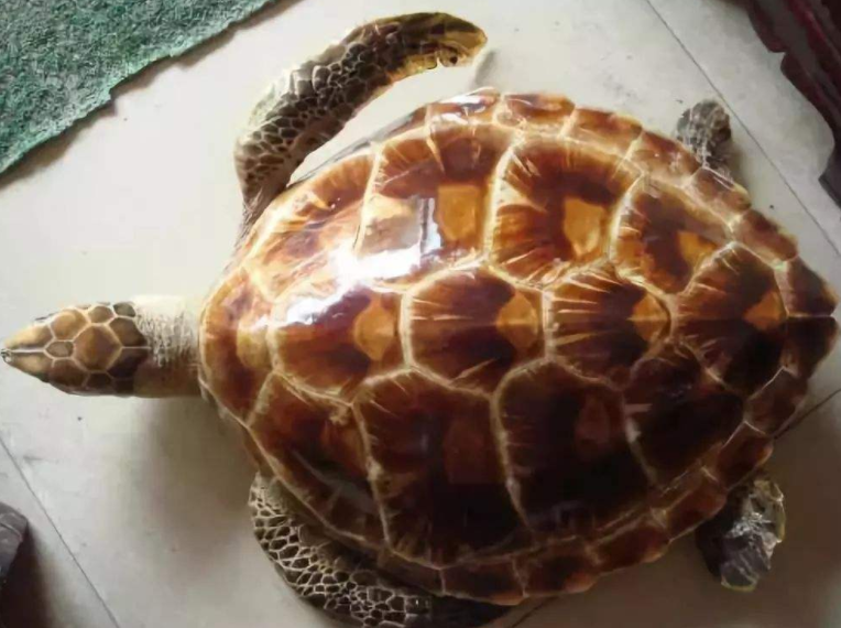 海南海龟玳瑁图片