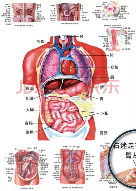 人的完整身体结构图 人体由哪些结构组成