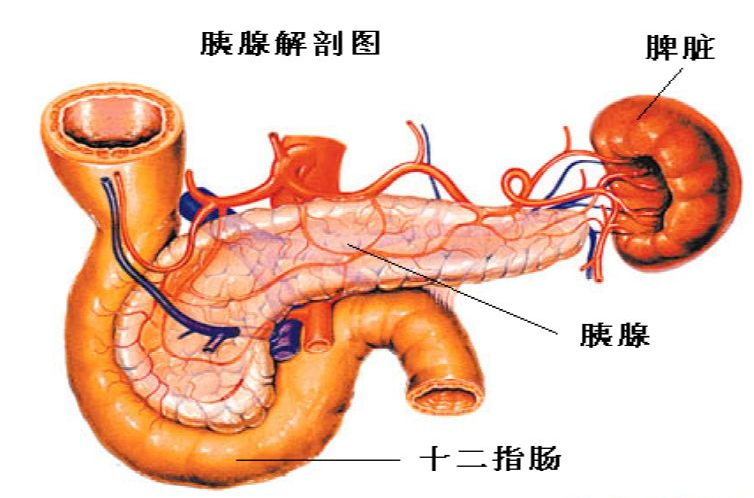 胰腺在人體的哪個部位圖解胰腺位於上腹部,胃的後方.