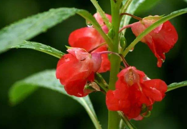 鳳仙花