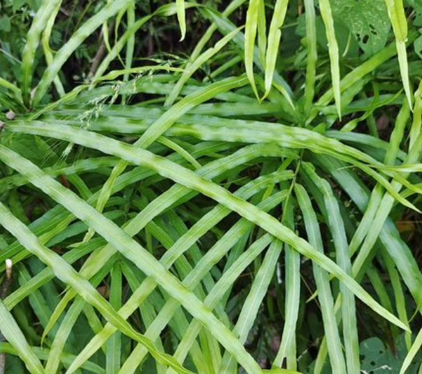 凤尾草