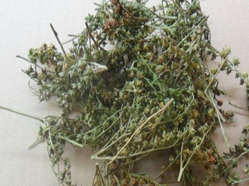 赶黄草