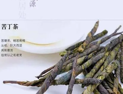 苦丁茶