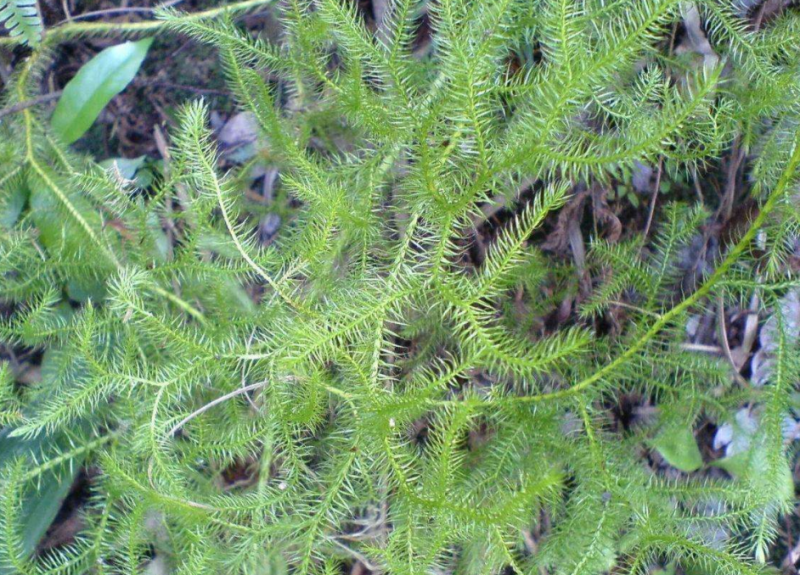 伸筋草