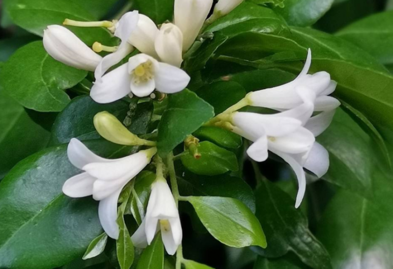 九里香花