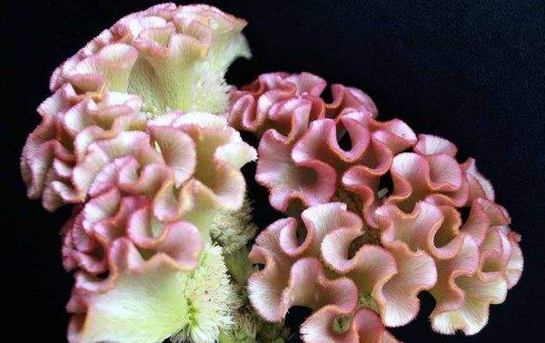 白鸡冠花