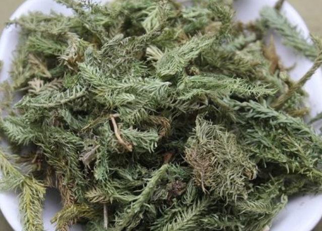 伸筋草茶