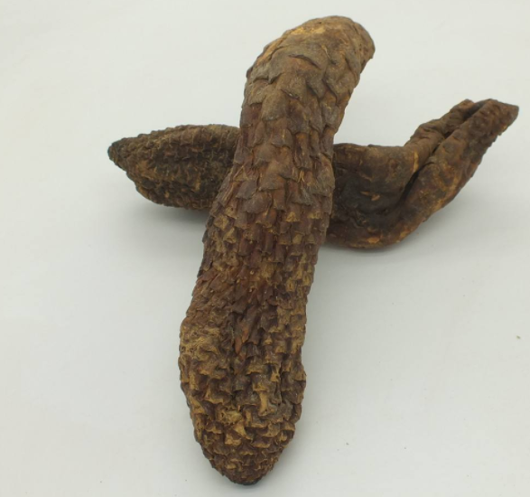 肉苁蓉