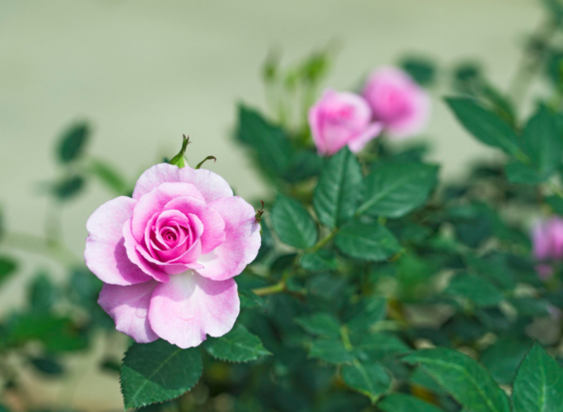 月季花