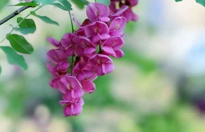 紫槐花