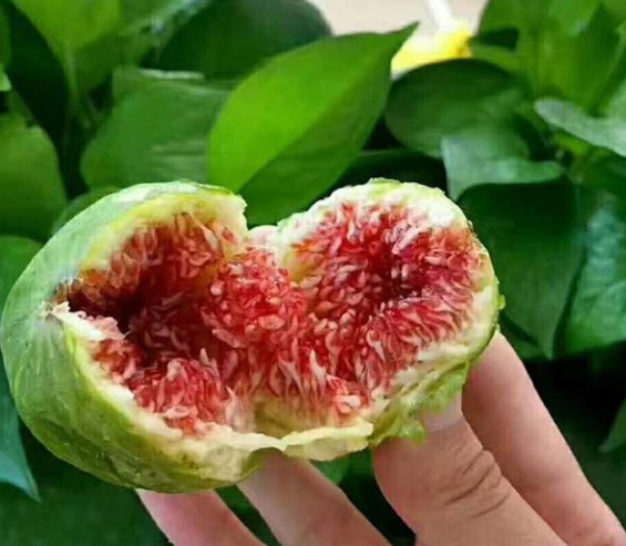 无花果