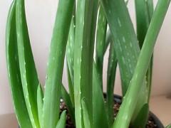 芦荟祛痘方法