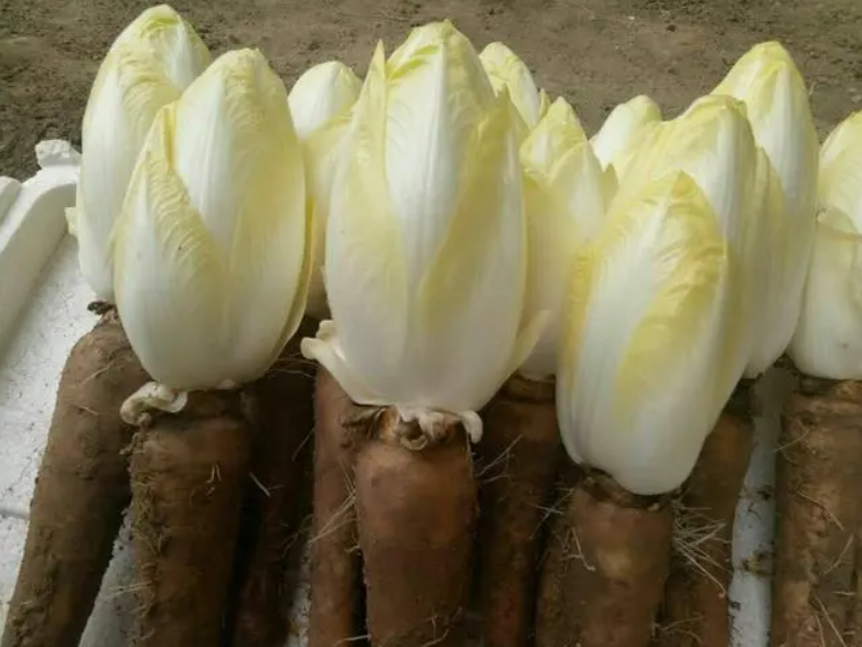 菊苣