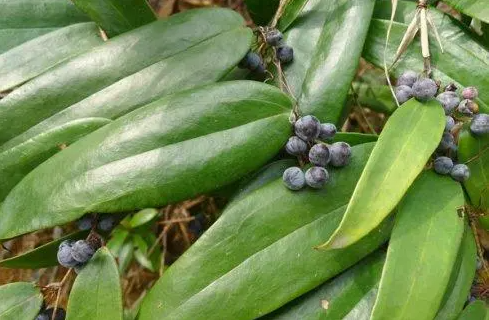 土茯苓