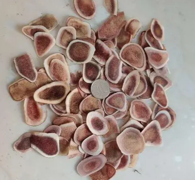 鹿茸