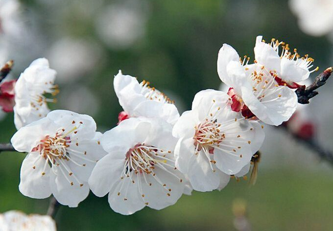 白梅花