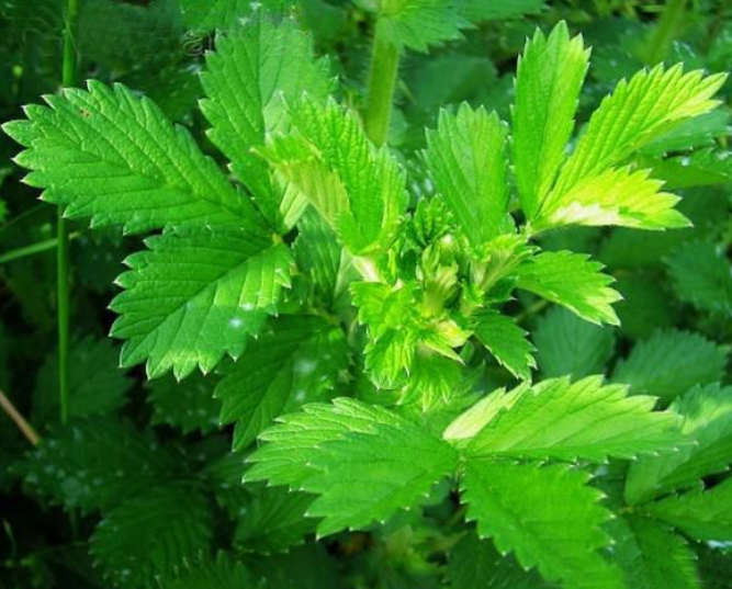 仙鹤草仙鹤草的作用与功效有什么
