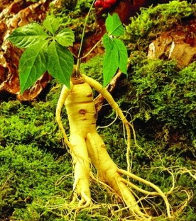 人参