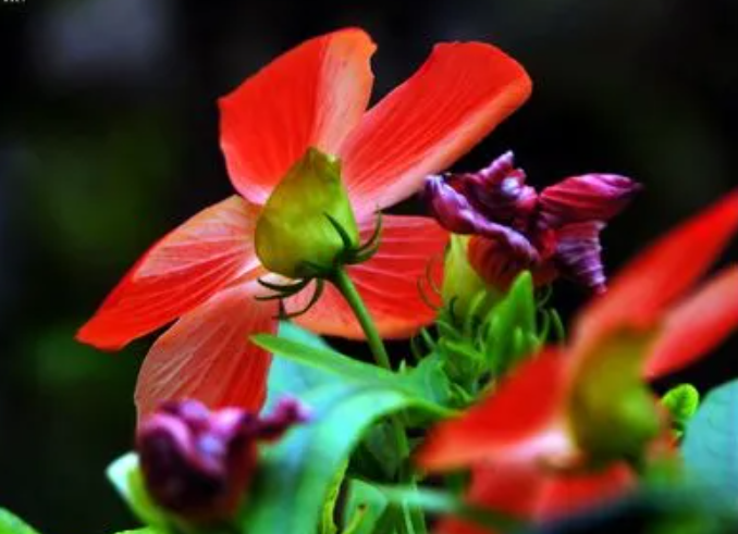 人参花
