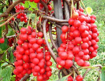 五味子