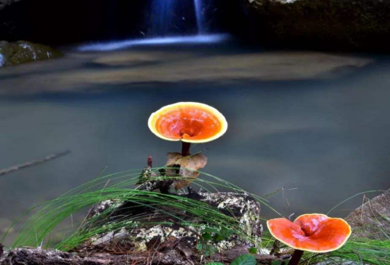野灵芝的功效作用与选购方法