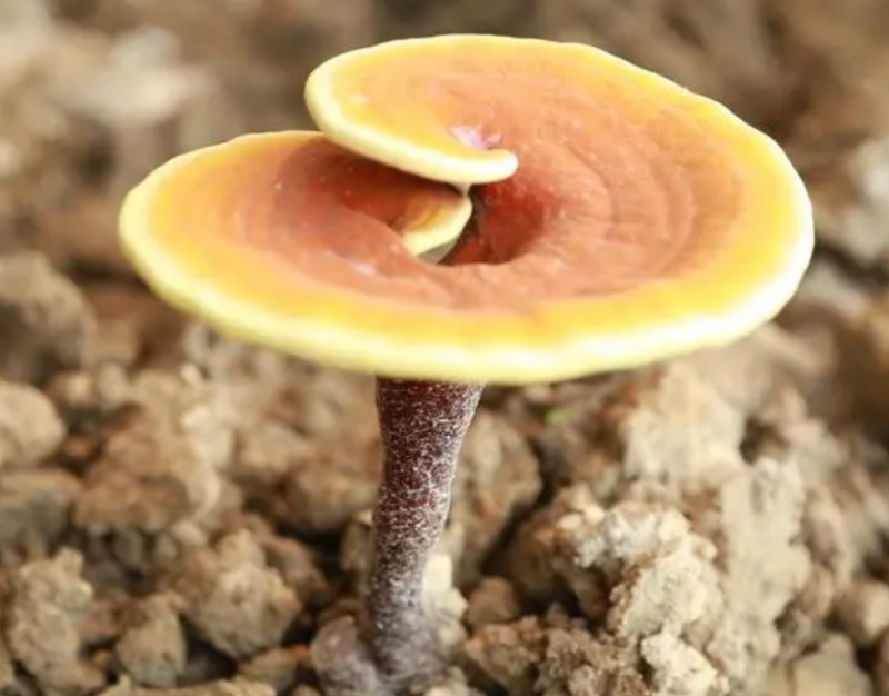 灵芝