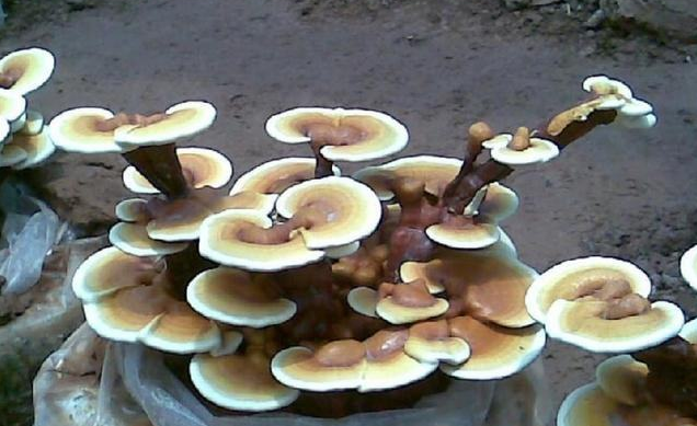 灵芝对子宫有什么好处呢