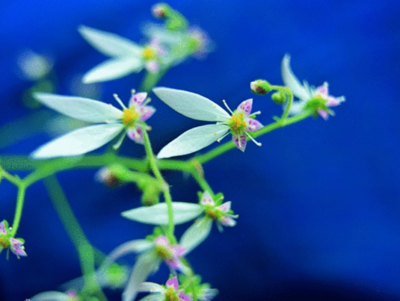 白鹤灵芝草