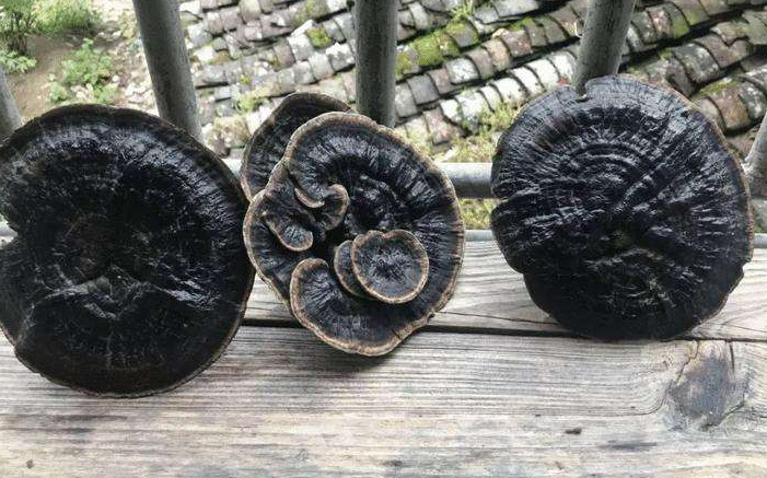 灵芝