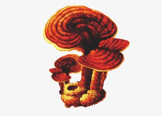 灵芝