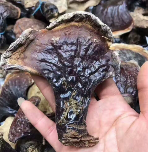 干灵芝