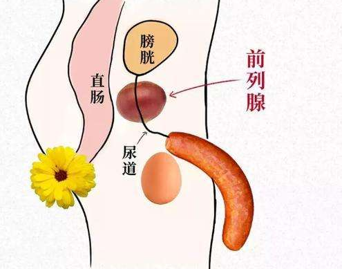 前列腺