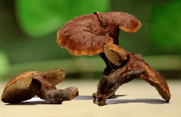 灵芝草如何食用 17方补肾益气抑制肿瘤