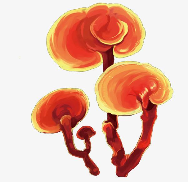 灵芝药膳补气养血防治失眠