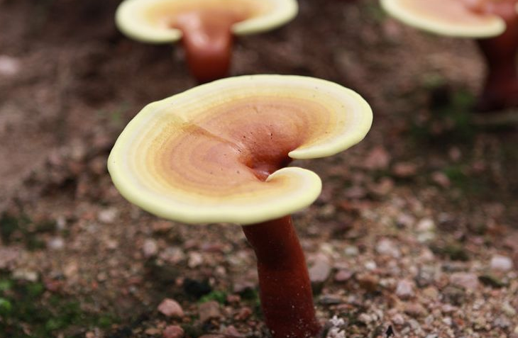 教你怎么食用灵芝
