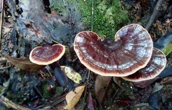 灵芝