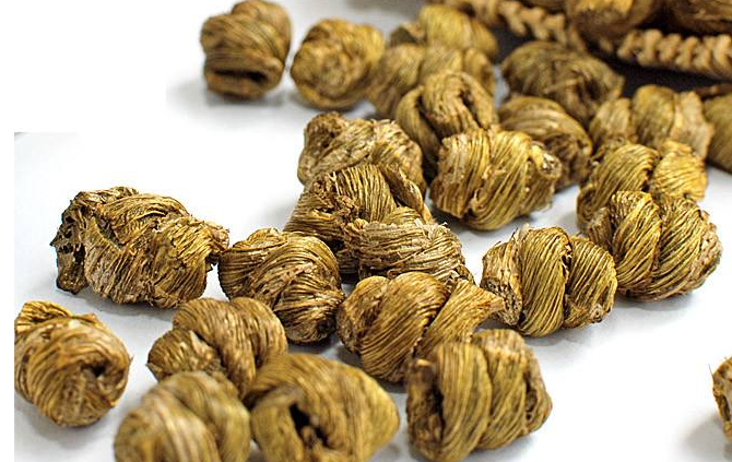 铁皮石斛