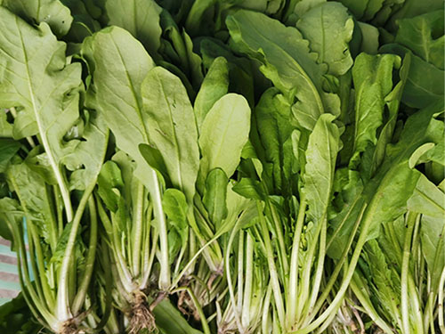 荠菜图片