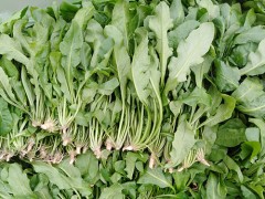 荠菜图片 荠菜的功效与作用