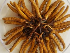 三类人不能吃冬虫夏草 冬虫夏草的适用人群