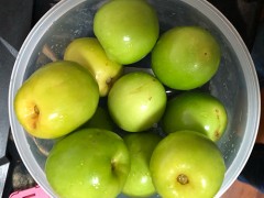青枣子的功效与作用