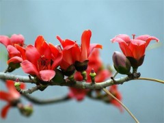 木棉花的功效