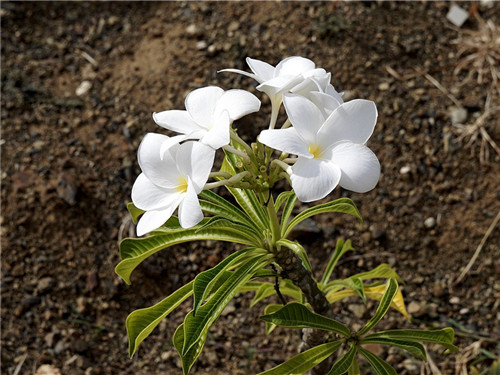 white-flowers-1541211_960_720_副本.jpg