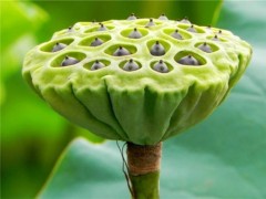 莲蓬怎么吃